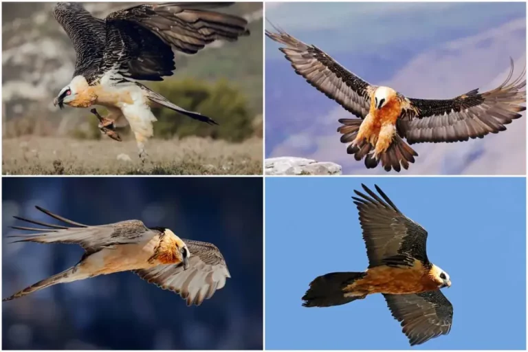 همای سعادت در آسمان ایران؛ پرندهای که وعده نیکبختی میدهد