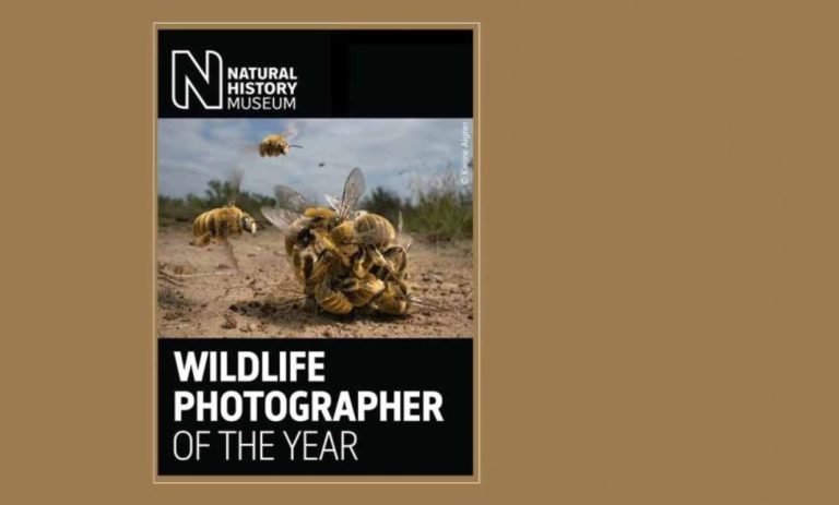 برندگان مسابقه عکاسی حیات وحش 2024 مشخص شدند؛ خواب خرس‌ قطبی