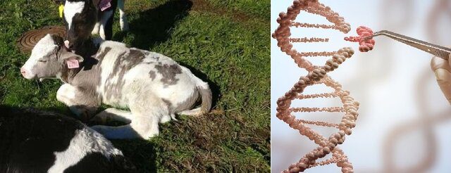 دانشمندان اولین گاو تراریخته جهان با توانایی تولید شیر حاوی انسولین را به دنیا آوردهاند.