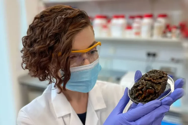 مغزهای باستانی 12 هزار ساله چگونه هنوز نپوسیدهاند؟