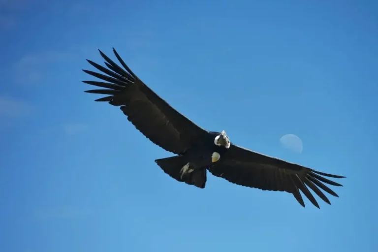 پرندگان هنگام پرواز بر فراز اقیانوس کجا استراحت میکنند؟