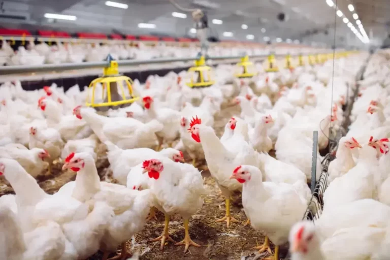 سازمان بهداشت جهانی: خطر انتقال آنفلوانزای پرندگان به انسان بسیار نگرانکننده است